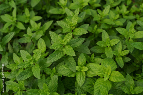 Close up fresh organic mint in the garden. Healthy food and life concept