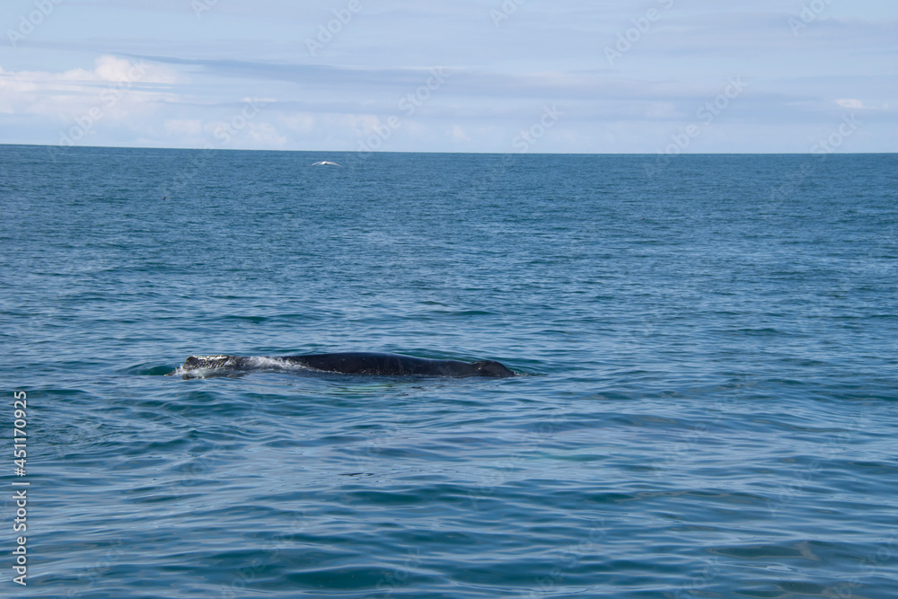 dolphin in the water dolphin in the water
