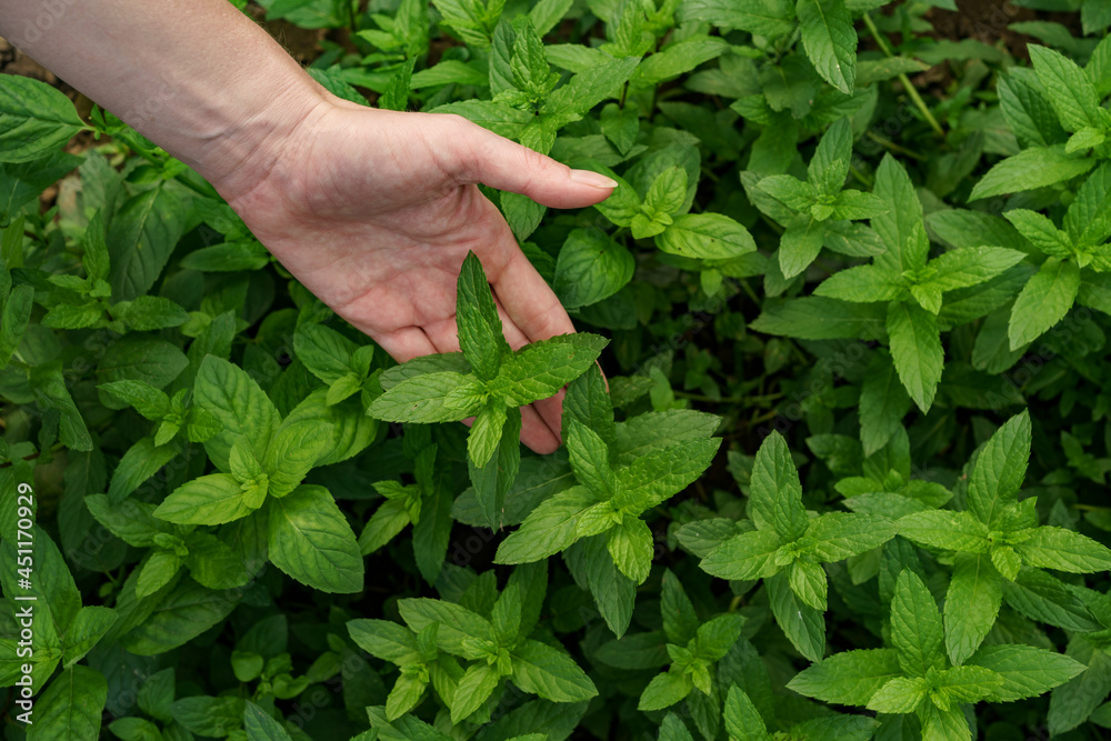 Woman hand close up touching fresh organic mint in the garden. Healthy food and life concept Woman hand close up touching fresh organic mint in the garden. Healthy food and life concept
