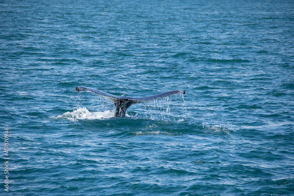 Fototapeta premium surfing in the sea