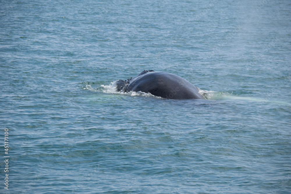 Fototapeta premium dolphin playing in water