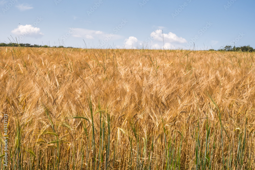 Summer fields in Dorset Summer fields in Dorset