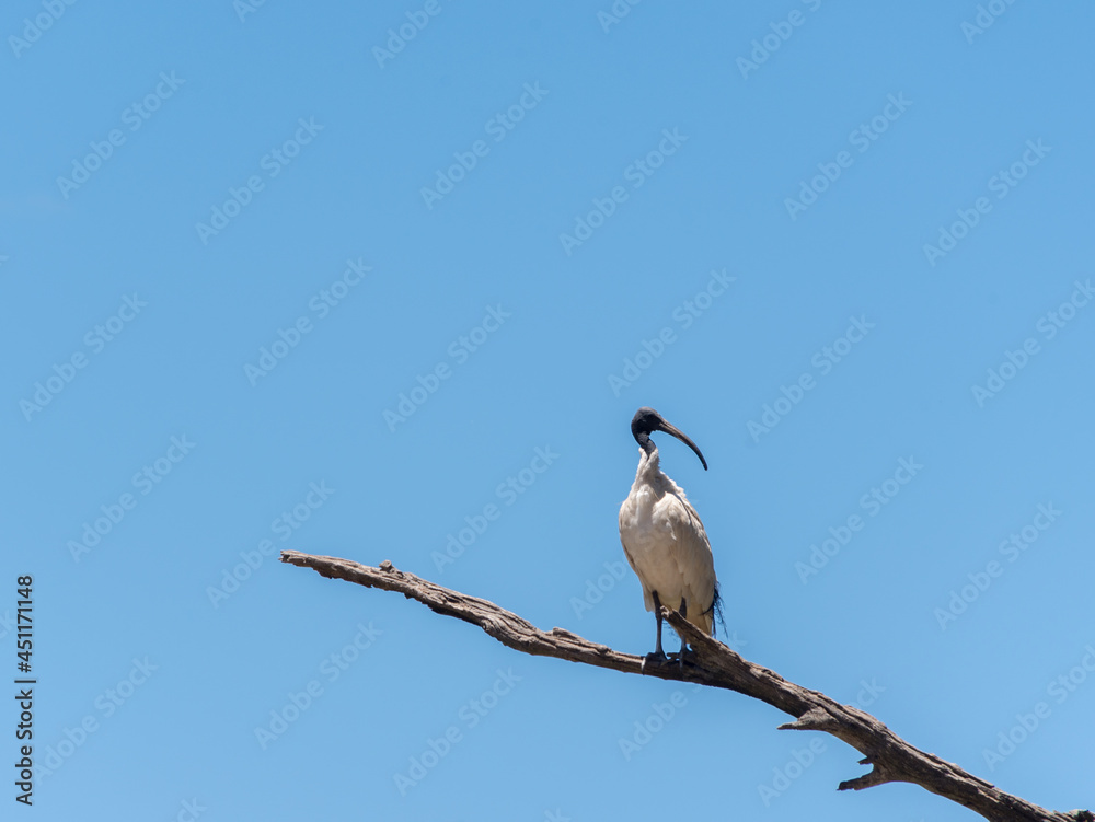 White Ibis (Australian Bin Chicken) perched on a bare tree branch White Ibis (Australian Bin Chicken) perched on a bare tree branch