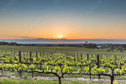 Sunset over rows of grape vines, at a winery in McLaren Vale, South Australia