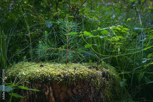 stump overgrown with moss and various plants