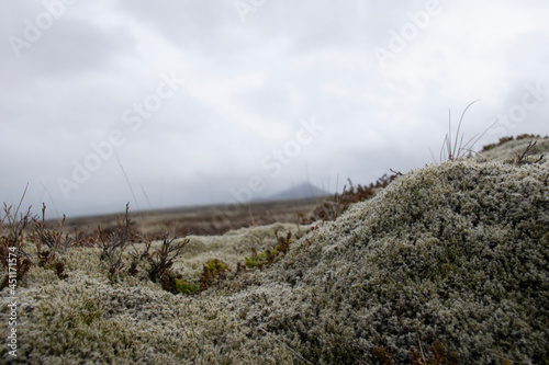 Fototapeta Naklejka Na Ścianę i Meble -  grass in the field