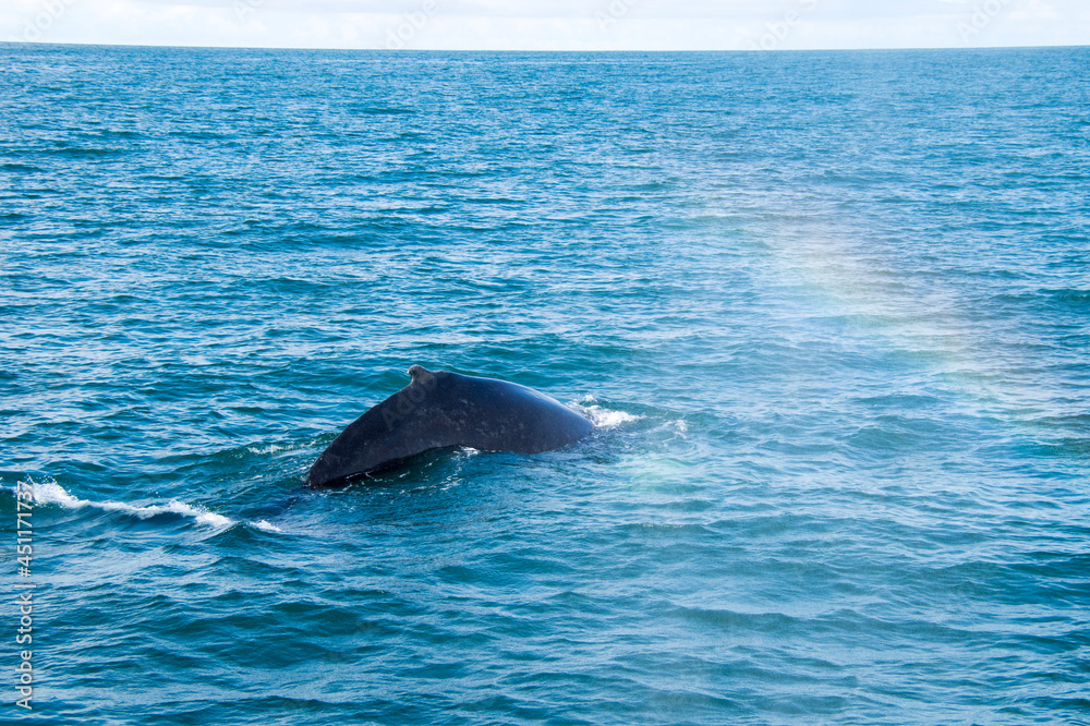 dolphin in the water dolphin in the water