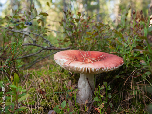 Red russula in the forest