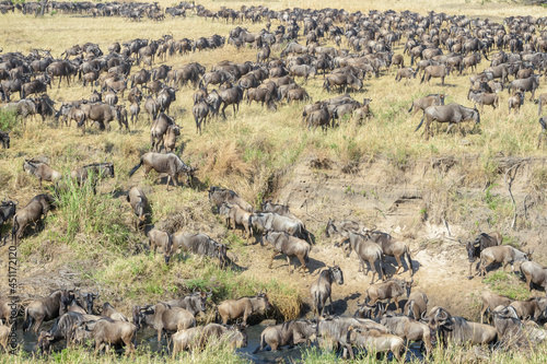 Blue wildebeest, brindled gnu (Connochaetes taurinus) herd drinking water during the great migration, Serengeti national park, Tanzania.