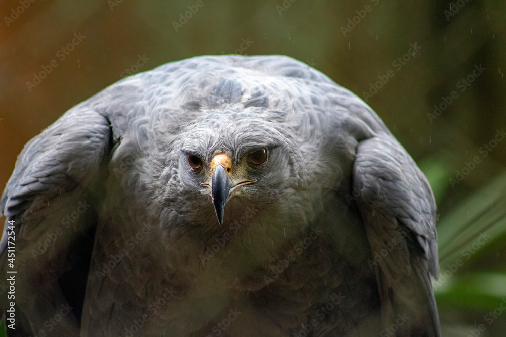 Obraz premium eagle wild wild animal hawk chimpanzee zoo heron swan lion tiger camel zebra macaw owl 