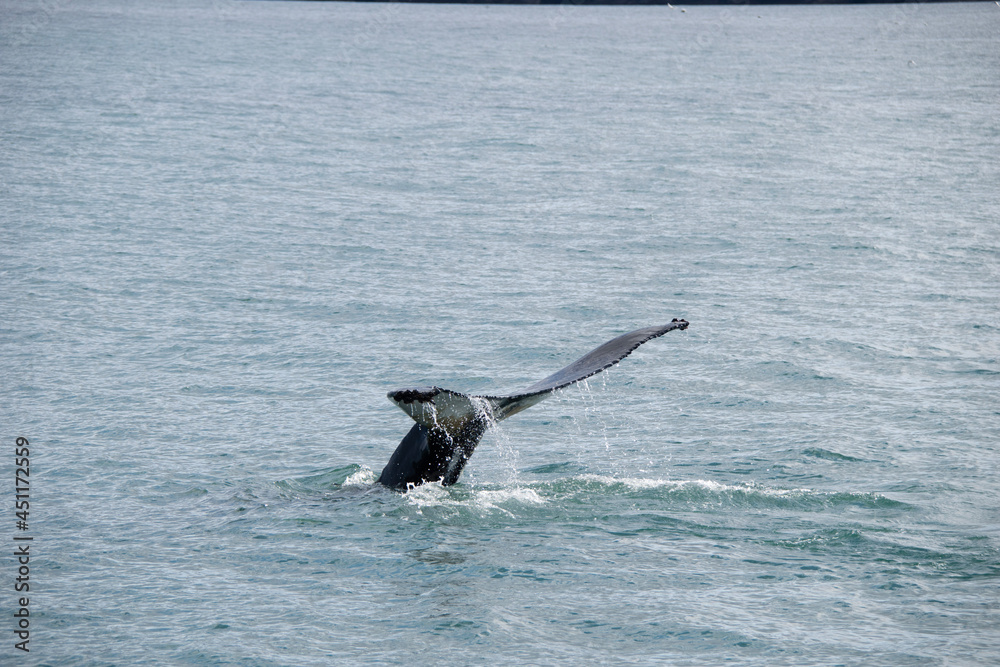 Fototapeta premium seagull in flight