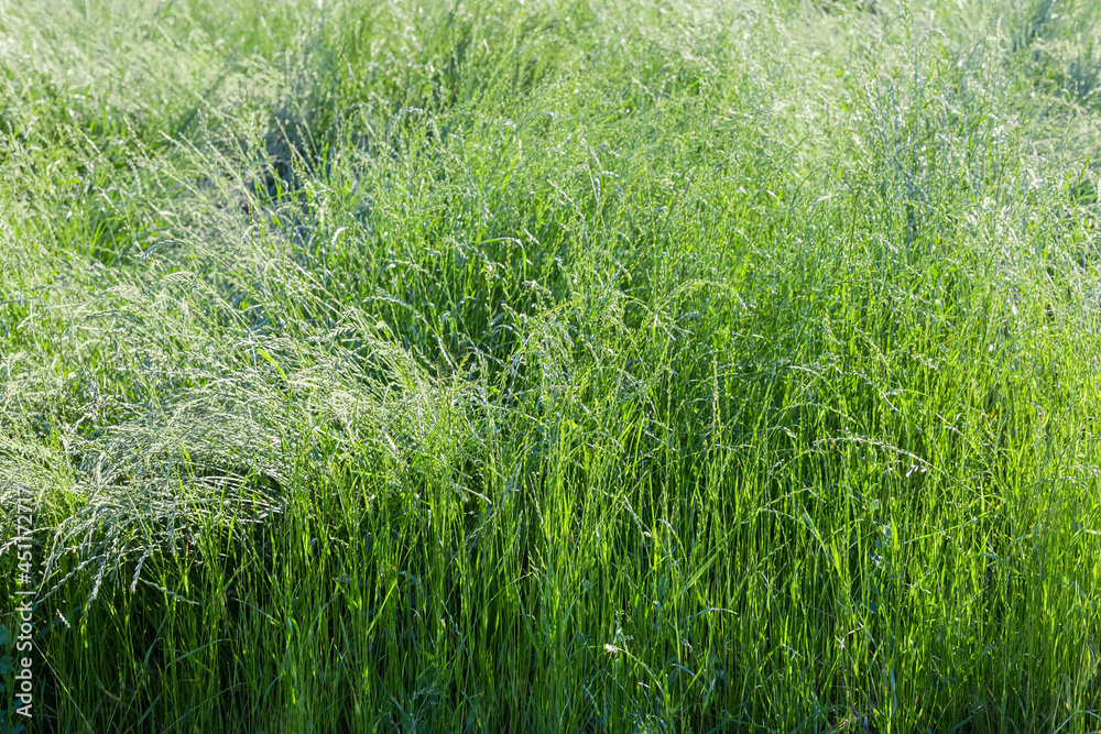 Wild grass with unripe ears on the glade, selective focus Wild grass with unripe ears on the glade, selective focus
