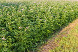 Edge of flowering potato field in morning at selective focus