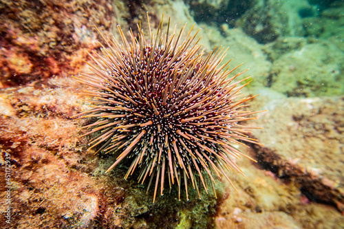 Kina Sea Urchin New Zealand © pikku ilo