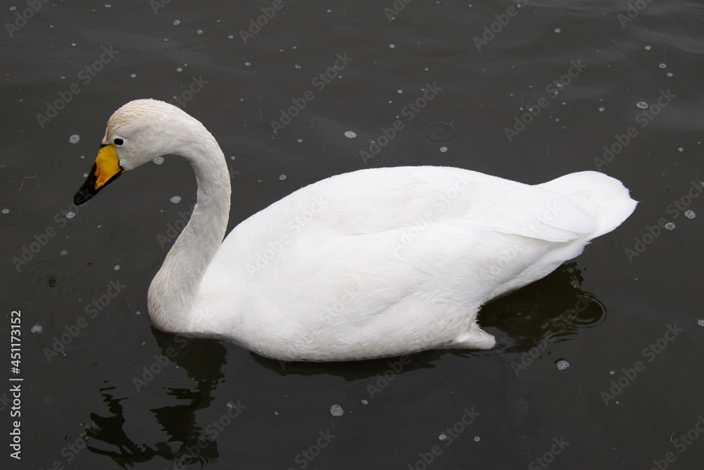 Naklejka premium swan on the lake