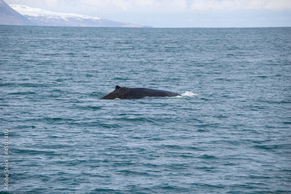 Fototapeta premium humpback tail