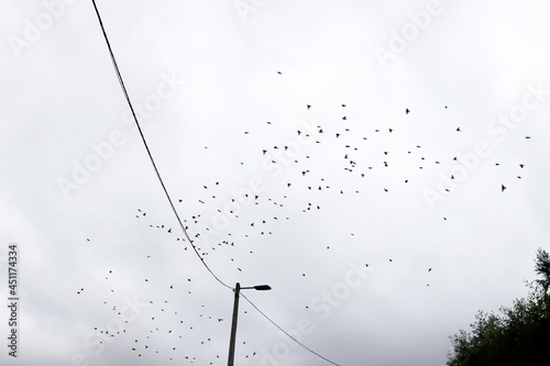 Swallow flock in the air