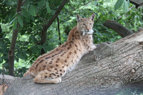 shy european lynx sitting on a branch © Robirensi