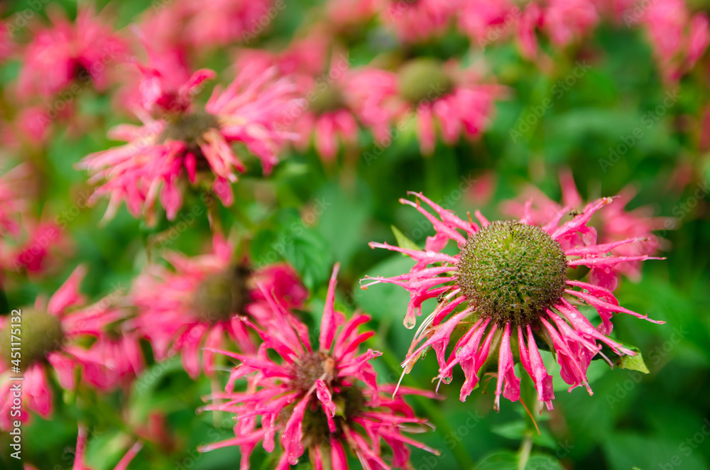 The flowering bush of monarda grows in the garden after the rain. Beautiful flowers with natural wallpaper. Selective focus. The flowering bush of monarda grows in the garden after the rain. Beautiful flowers with natural wallpaper. Selective focus.