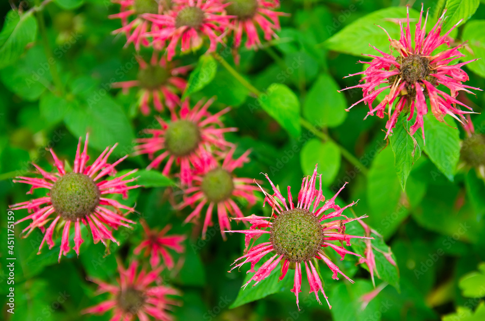 The flowering bush of monarda grows in the garden after the rain. Beautiful flowers with natural wallpaper. Selective focus. The flowering bush of monarda grows in the garden after the rain. Beautiful flowers with natural wallpaper. Selective focus.