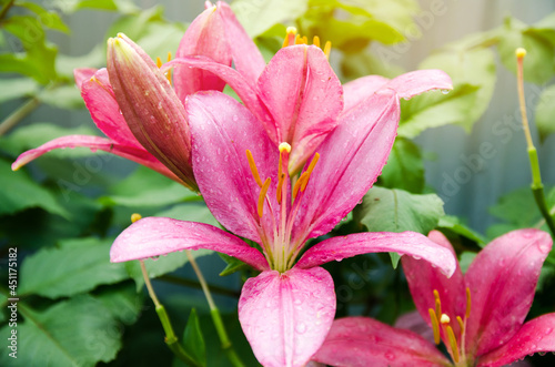 A beautiful bush of pink lilies growing in the garden after the rain. Natural wallpaper. Beautiful background. Selective focus