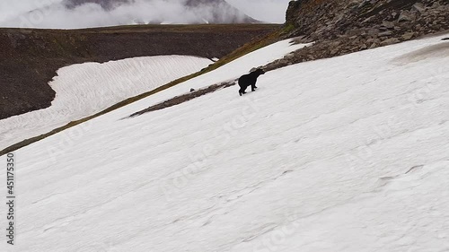 A brown wild bear is walking on a snowy landscape. Shooting from above, from a copter. Wildlife of Kamchatka, Russia.