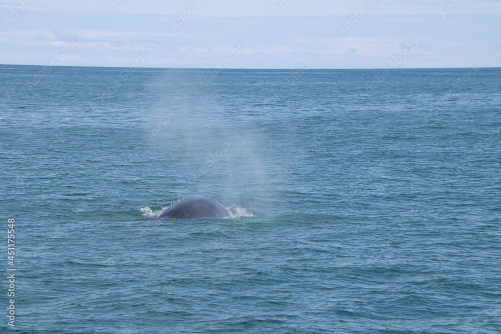 Fototapeta premium dolphin in the water