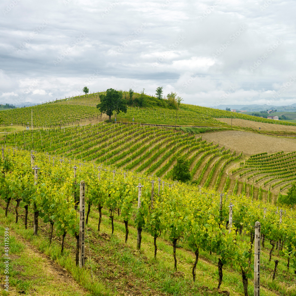 Vineyards of Monferrato near Mombaruzzo at springtime
