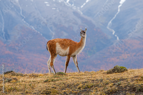Guanaco (Lama guanicoe) standing on a mountain ridge in Torres del Paine National Park, Chile 