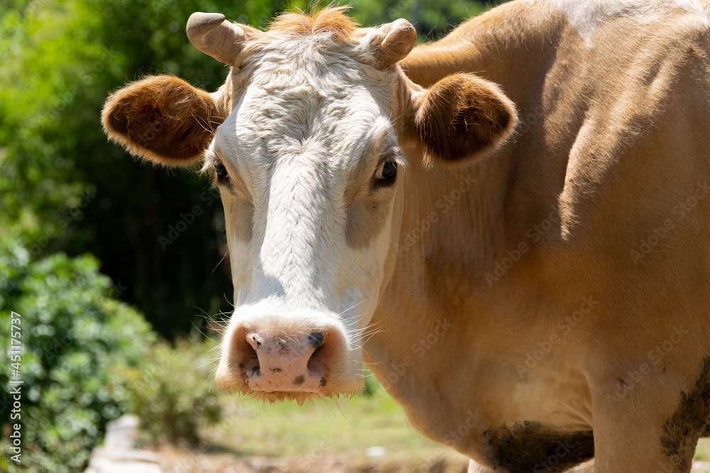 Close up view of domestic cow grazing free in the mountain Close up view of domestic cow grazing free in the mountain