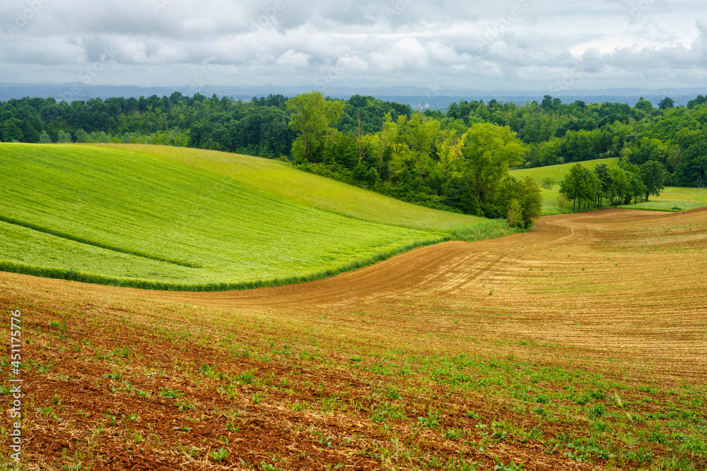 Vineyards of Monferrato near Cuccaro at springtime