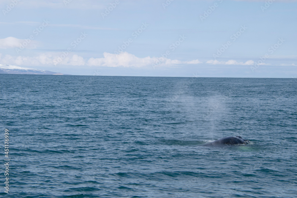 dolphin jumping into the sea dolphin jumping into the sea