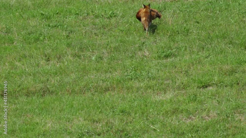 Red Fox Steals Chicken on Farm and Runs Away Into Forest. Fox Dragging Dead Big Chicken. Wild Red Fox (Vulpes vulpes) Feeding In Field at Edge of Wood. Wildlife Animal in Nature. Beast of Prey. Red Fox Steals Chicken on Farm and Runs Away Into Forest. Fox Dragging Dead Big Chicken. Wild Red Fox (Vulpes vulpes) Feeding In Field at Edge of Wood. Wildlife Animal in Nature. Beast of Prey.