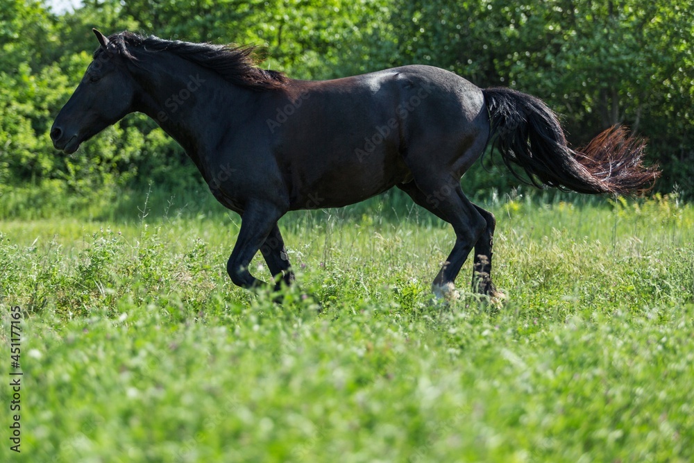 Beautiful horse running on field in summer