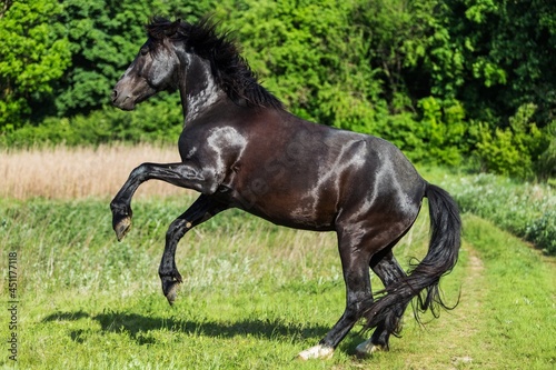 Beautiful black stallion running on field in summer