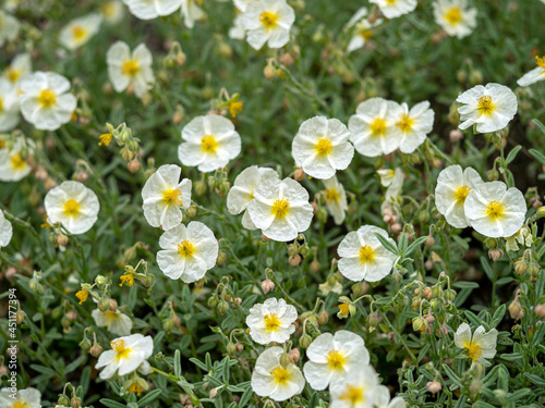 Helianthemum rock rose flowers  variety The Bride