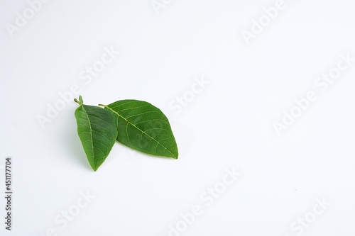 Annona leaves on a white background