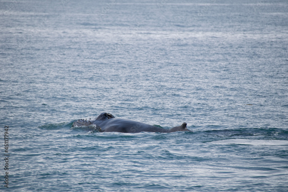 Obraz premium pair of dolphins