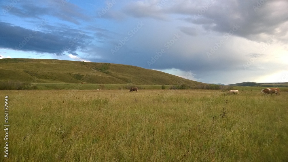 Landscape with cows