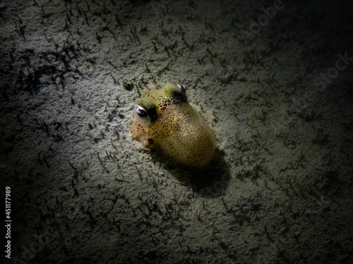 Bobtail squid photo