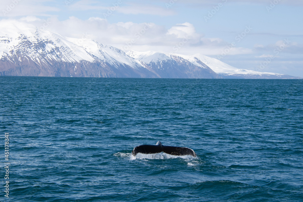 Fototapeta premium iceberg in polar regions