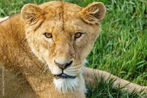 Animal lioness, predator wild cat in jungle