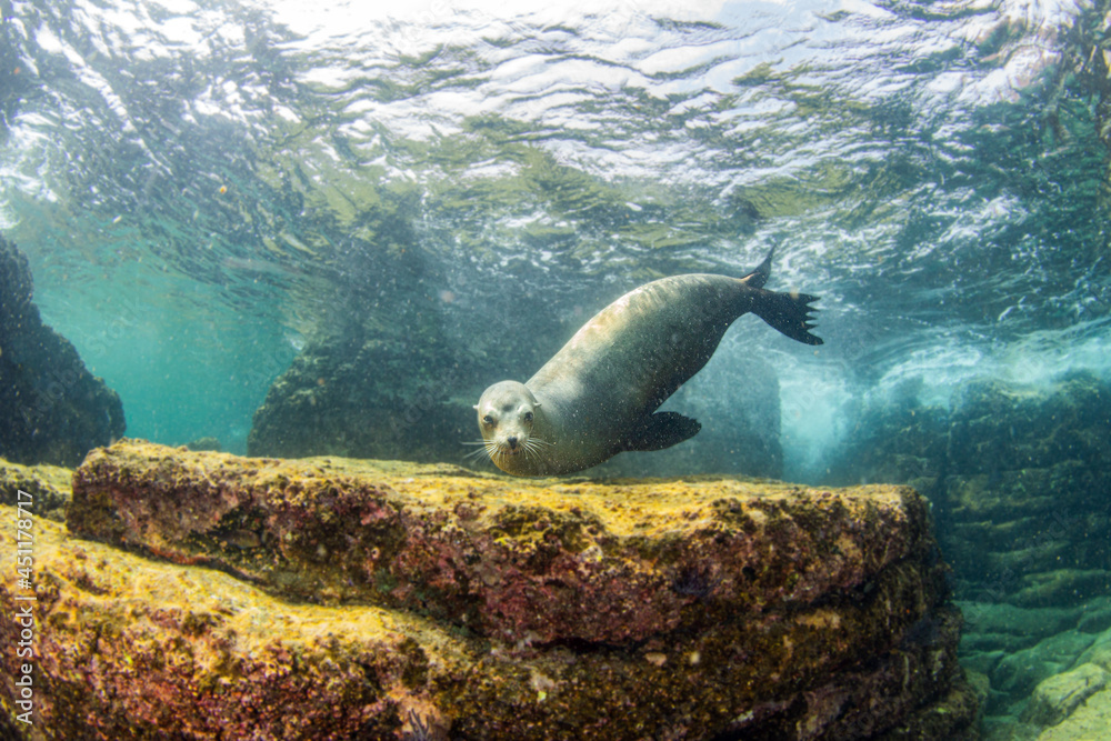 Naklejka premium Sea Lion near to La Paz, Mexico