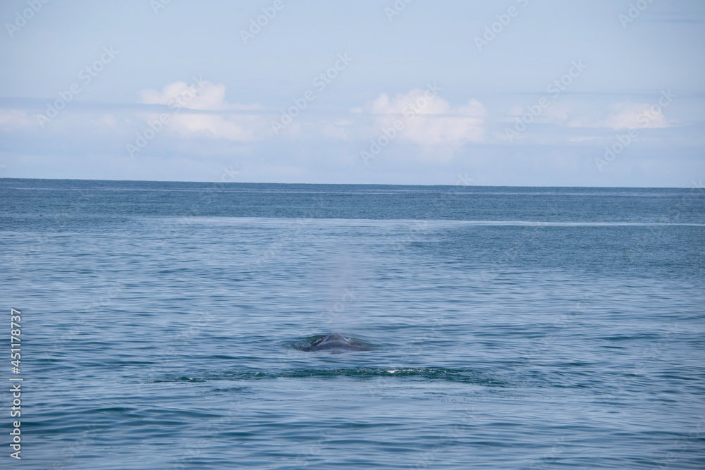 dolphin in the sea