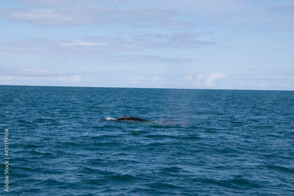 dolphin jumping out of the water