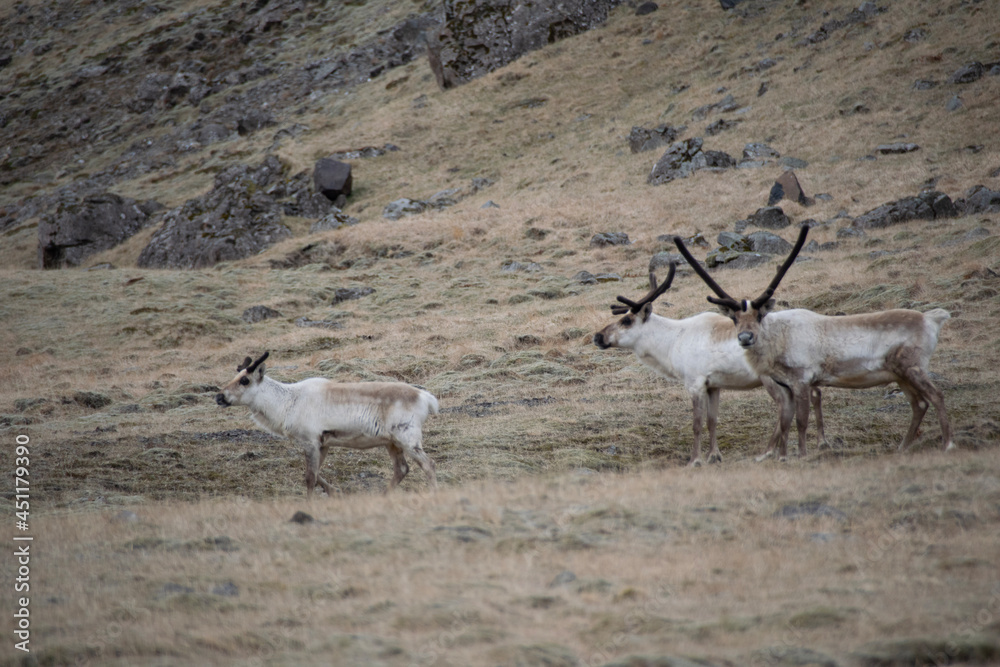 Naklejka premium antelope in the wild