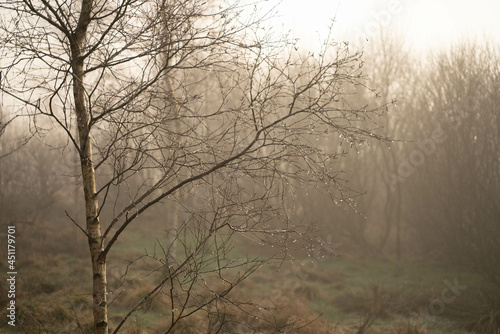 silver birch trees in mist and fog