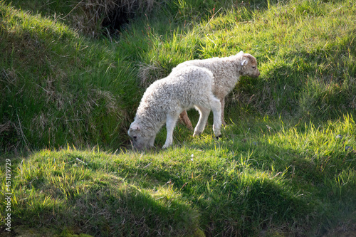sheep and lamb © Laurence