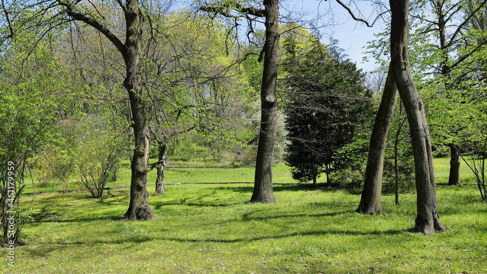 Blooming trees in the botanical garden