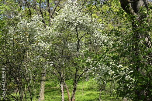 Blooming trees in the botanical garden